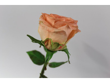 ����. ���������� �����.