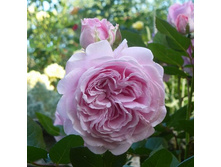 Rosa floribunda Rosengrafin Marie Henriette.jpg