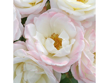 Rosa floribunda Eisprinzessin.jpg