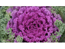 ������ �������