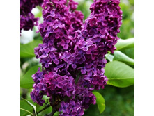 194���. ������ ������������ ���� �����.jpg