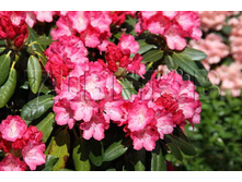 Rhododendron yakushimanum Fantastica ����������� ������������ ���������� -25�C 5 ltr 20-25 € 16,37 1 228,05�..jpg