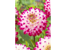 85,3���. �������� ������� ����(�������� ���� �� 1 ��., ����������� ����� 1��.)���17.jpg