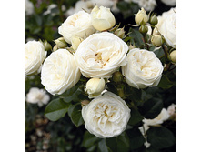 Rosa park Artemis.jpg