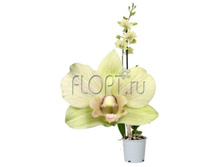 ���������� ���� ���� 1���. 11�60. 526,92 ���.jpg