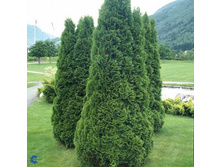 81,4���. ��� Thuja occidentalis Holmstrup_P9 12-15.jpg