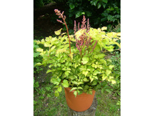 Astilbe Color Flash Lime ������� ����� ���� ����€ 1,33 97,09 ₽.jpg