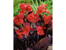 Canna Futurity Red����� �������� ���€ 0,84 61,32 ₽.jpg