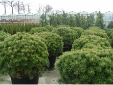 403,5���. ����� Pinus mugo Mops (������ 1,5�)