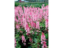 235,3���. ���������� ������� ����(�������� ���� �� 1 ��., ����������� ����� 1��.)���17.jpg