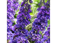 150���. ������� ������ ������� ���.jpg