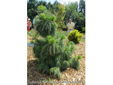 Pinus-schwerinii-Wiethorst-LRG.jpg