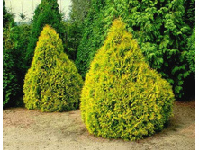 81,4���. ��� Thuja occidentalis Rheingold_P9 20-30.jpg