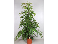 ����� ��������� ������ ���� (Ficus Amstel King )  - 800 ���.