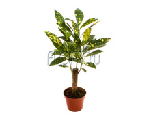 ������� ������������� 5�25. 94,71 ���.jpg