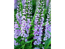 Veronica Harmony Pink Harmony �������� ������� ���� ������� € 1,36 99,28���..jpg