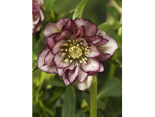 247,9���. �������� ���� ����� ������(�������� ���� �� 1 ��., ����������� ����� 1��.).jpg