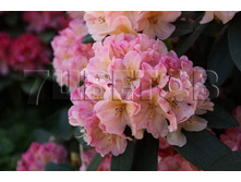 Rhododendron yakushimanum Percy Wiseman ����������� ������������ ����� ������� -22�C 5 ltr 20-25 € 16,37 1 228,05�..jpg