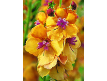 203,7���. ��������� ����������(�������� ���� �� 1 ��., ����������� ����� 1��.).jpg