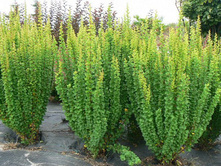 137���. �������� �������� ������.jpg