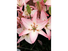 26,46���. ����� ��������(��� 5 ��. ���������� �� 2��.)���16.jpg