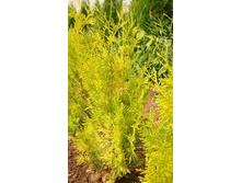86,7���. ��� Thuja occidentalis Salland_P9.jpg