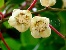 Actinidia arguta Jumbo ��������� ������ ������ 2 ltr € 5,91 443,08�..jpg