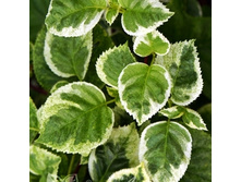 229���. ��������� �������� ���� � ����.jpg