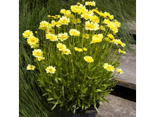 151,6���. ��������� ����� ����(�������� ���� �� 1 ��., ����������� ����� 1��.)���17.jpg