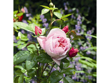Rosa tea hybrid Schöne Maid.jpg