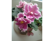 ������� �� ���������