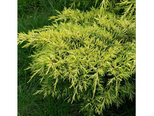 86,7���. ������������ Juniperus media Gold Coast.jpg