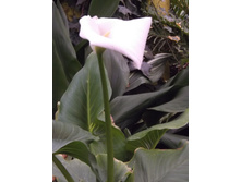 DSCF8074.JPG