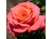 Rosa climbing Shogan.png