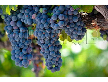 Vitis Zilga �������� ����� 2 ltr € 5,67 425,08�..jpg