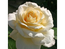 Rosa tea hybrid La Perla.jpg