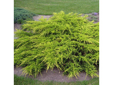97,2���. ������������ Juniperus media Pfitzeriana Aurea.jpg