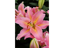 43,34���. ����� ������ ������(��� 5 ��. ���������� �� 2��.).jpg