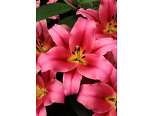 42,5���. ����� ������(��� 5 ��. ���������� �� 2��.).jpg