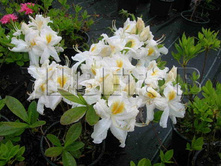 Azalea knap hill Schneegold ������ ���-���� �������� -27�C 15 ltr 70-90 € 40,06 3 004,47�..jpg