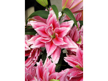 57,68���. ����� ROSELILY �����(�������� ���� �� 5 ��., ����������� ����� 1��.)���16.jpg