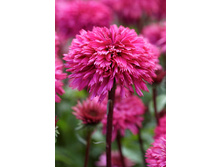 279,5���. �������� ��������� ������(�������� ���� �� 1 ��., ����������� ����� 1��.)���17.jpg