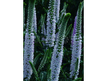 Veronica Atomic White Ray �������� ������ ���� ��� € 1,39 101,47���..jpg