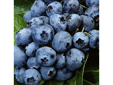 164���. �������� �������.jpg