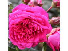 Rosa climbing Laguna.jpg