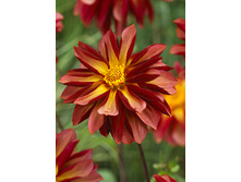 85,3���. �������� ����� ���(�������� ���� �� 1 ��., ����������� ����� 1��.)���17.jpg