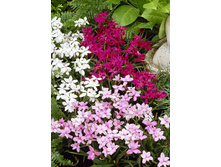 78,17���. ������������ �����(�������� ���� �� 3 ��., ����������� ����� 1��.)���17.jpg