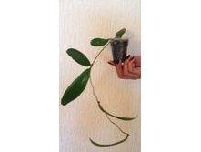 Hoya ilagiorum 2.jpg