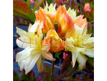 Azalea knap hill Cannon s Double ������ ���-���� ������� ���� -25�C 5 ltr 50-60 € 14,56 1 092,11�..jpg