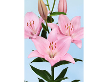 20,59���. ����� ����������(��� 7 ��. ���������� �� 2��.)���17.jpg